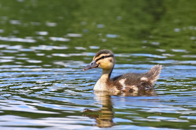 Anatra nuoto in un lago