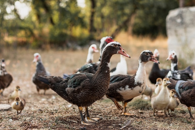 Anatra più anziana che protegge i loro germogli