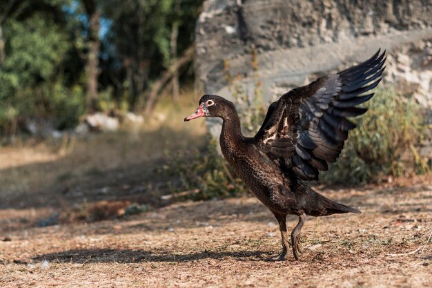 Anatra scura che raddrizza le ali