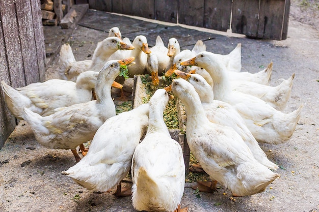 Anatre bianche domestiche (Pechino americano) che mangiano nei terreni agricoli