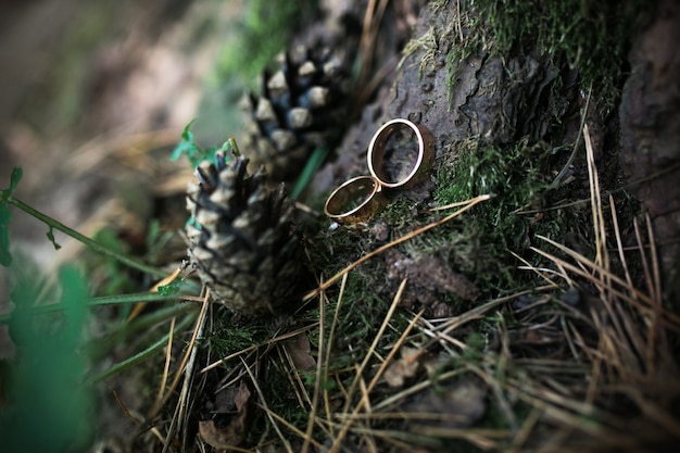 Anelli di nozze su corteccia di albero