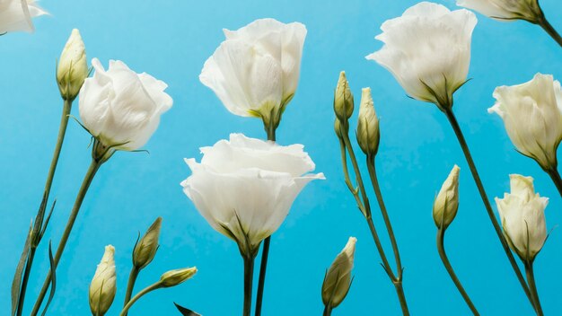 Angolo basso delle rose primaverili