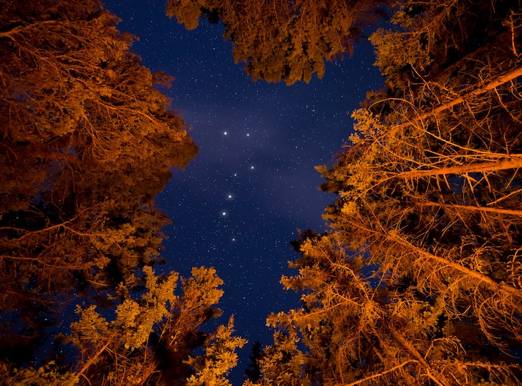 Foto gratuito angolo basso di alberi