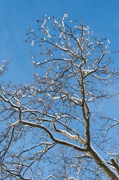 Angolo basso verticale dei rami degli alberi spogli coperti di brina sotto la luce del sole e un cielo blu