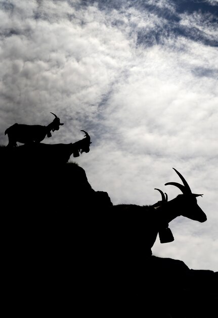 Animale a quattro zampe marrone e bianco sulla formazione rocciosa grigia sotto le nuvole bianche durante il giorno