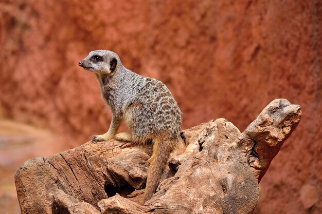 &quot;Animale carino sulla roccia&quot;