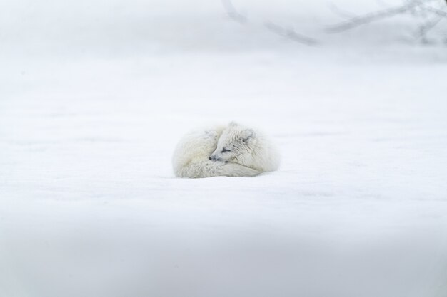 Animale con rivestimento lungo bianco su terreno innevato