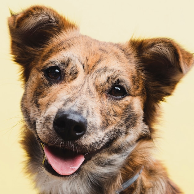 Animale domestico sveglio del cane domestico di vista frontale