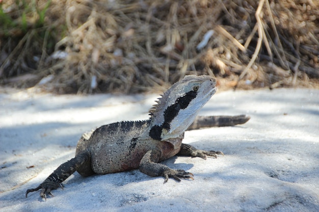 animale in natura