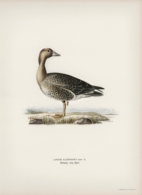 Anser albifrons illustrato dai fratelli von Wright.