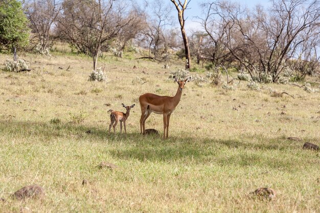 Antilope e il suo cucciolo su uno sfondo di erba