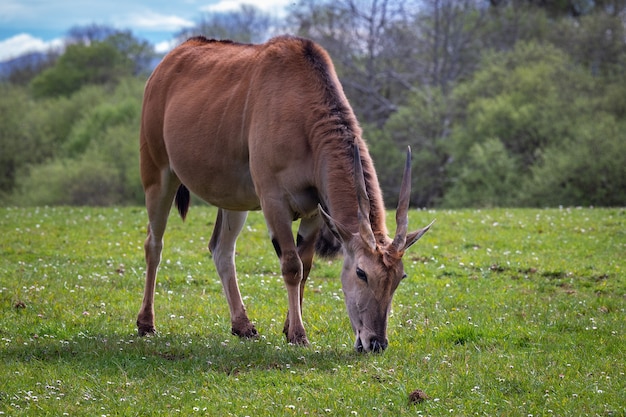 Antilope eland comune nutrendosi di erba in un campo