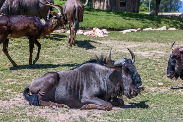 Antilope sdraiata su uno sfondo di erba verde