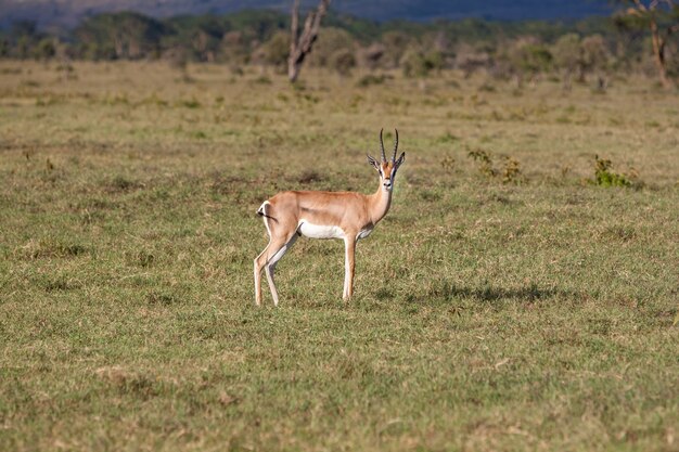 Antilope su erba verde