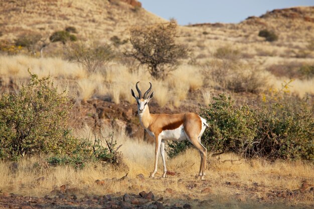 antilope