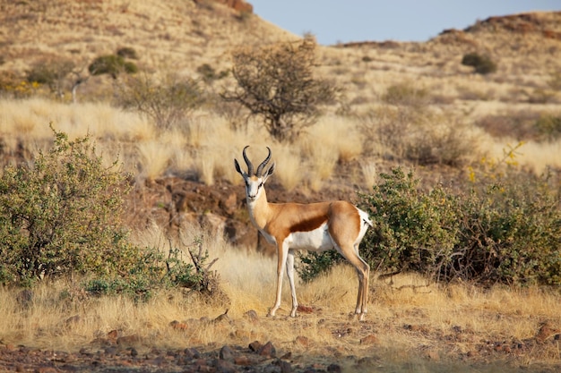 antilope