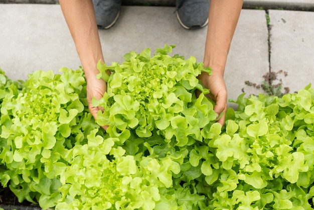 anziano, coppia adulta, raccolto, verdura, da, giardino cortile