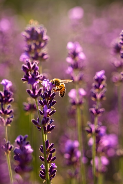 Ape ad alto angolo nel bellissimo campo di lavanda