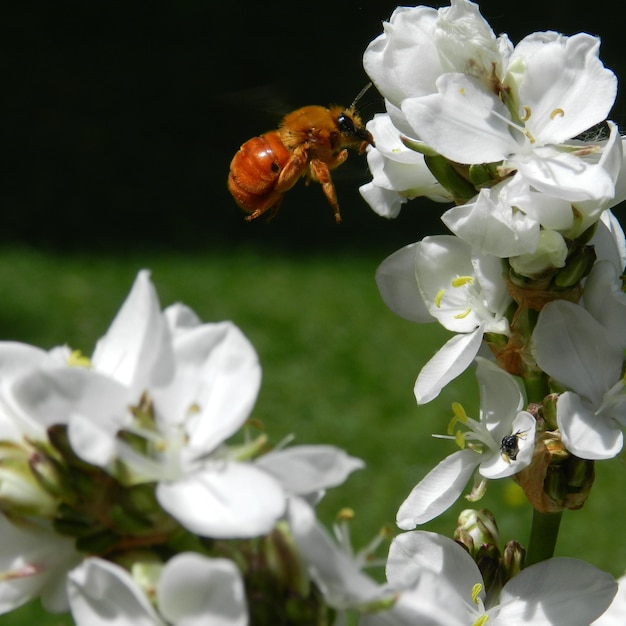 Ape che vola vicino ai fiori bianchi