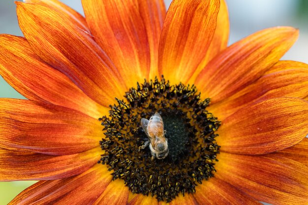 Ape gialla e nera sul fiore d'arancio