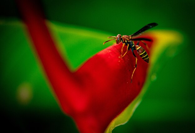 Ape seduto su un fiore rosso brillante in giardino