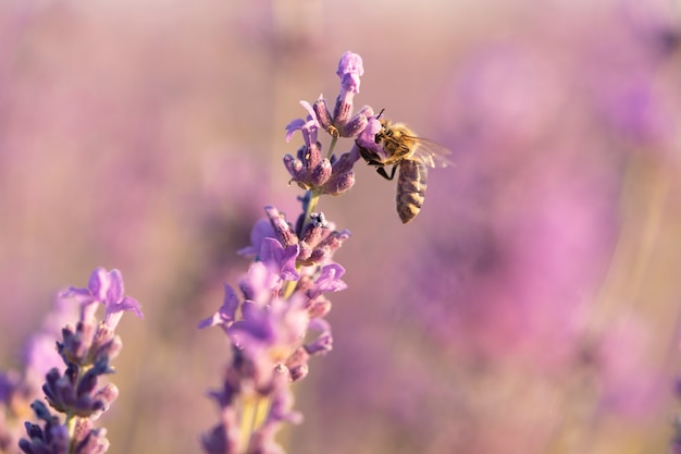 Ape su fiore di lavanda