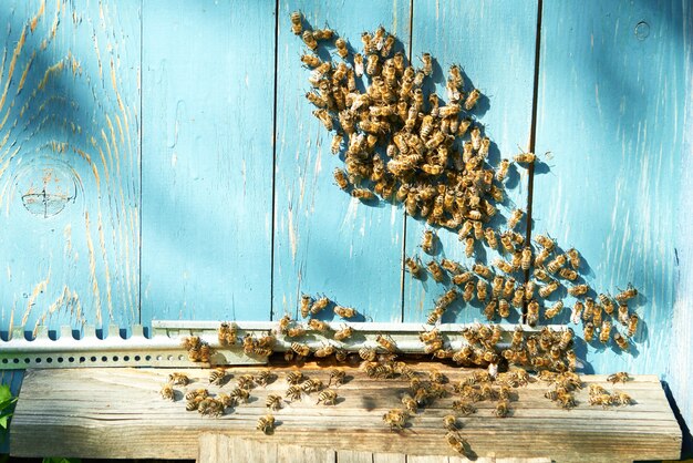 Api del miele che lavorano al concetto dell'alveare della casa dell'ape del copyspace dell'apiario.