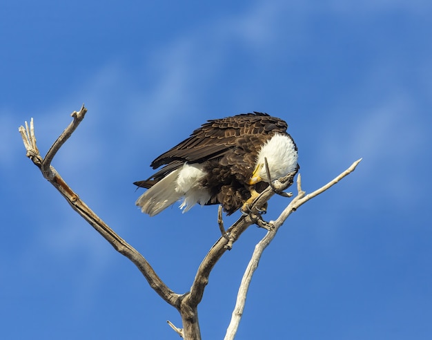Aquila calva appollaiata su un albero