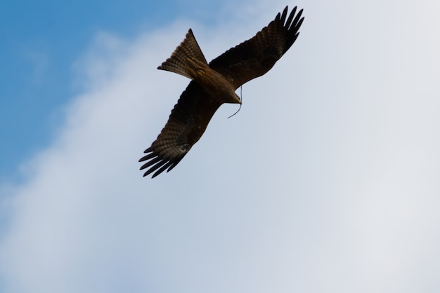 Aquila che vola sopra il cielo