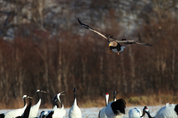 Aquila dalla coda bianca che vola sopra il gruppo di gru dal collo nero a Hokkaido in Giappone