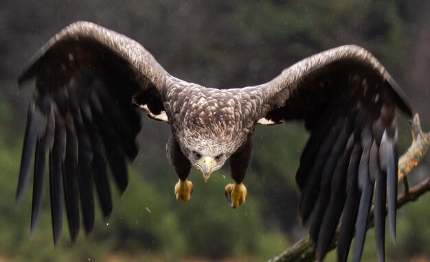 aquila dalla coda bianca vieni dritto verso