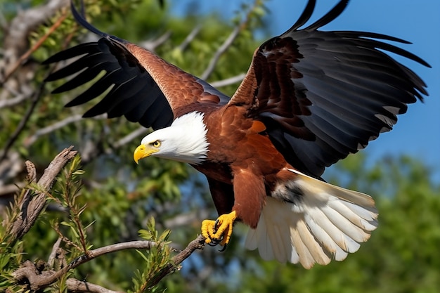 Aquila in piedi sull'albero