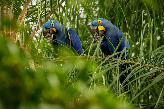 Ara giacinto su una palma nell'habitat naturale