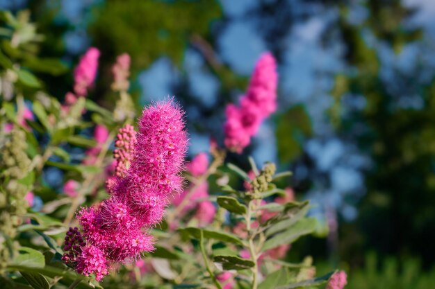 Arbusto che fiorisce con soffici fiori rossi primo piano sfondo neutro idea arbusti popolari per la decorazione del giardino Idea di sfondo con spazio libero