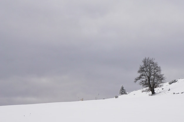 Area rurale innevata con alberi spogli a Fundata, Transilvania, Romania