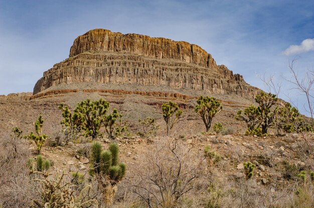 Arizona Mesa