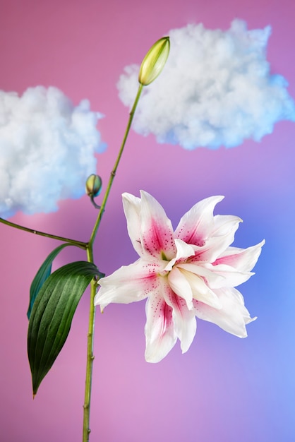 Arrangimento concettuale di fiori nel cielo