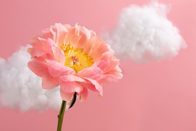 Arrangimento concettuale di fiori nel cielo