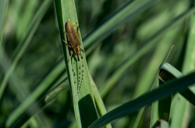 Asfodelo Scarabeo dalle lunghe corna, Agapanthia asphodeli, poggiante su una foglia.