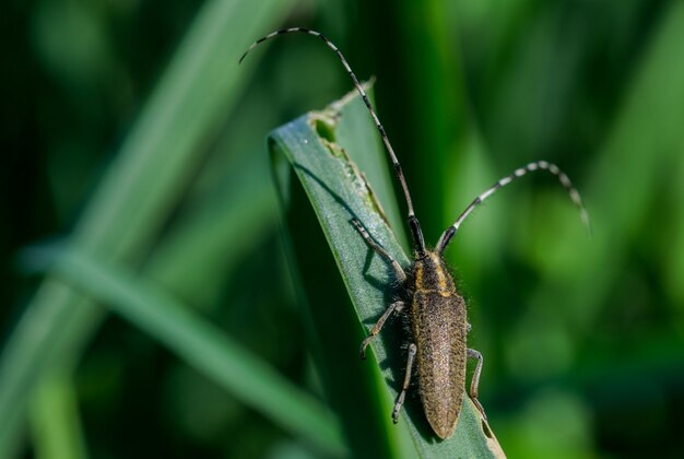 Asfodelo Scarabeo dalle lunghe corna, Agapanthia asphodeli, poggiante su una foglia.