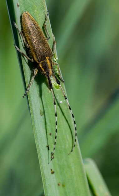 Asfodelo Scarabeo dalle lunghe corna, Agapanthia asphodeli, poggiante su una foglia.