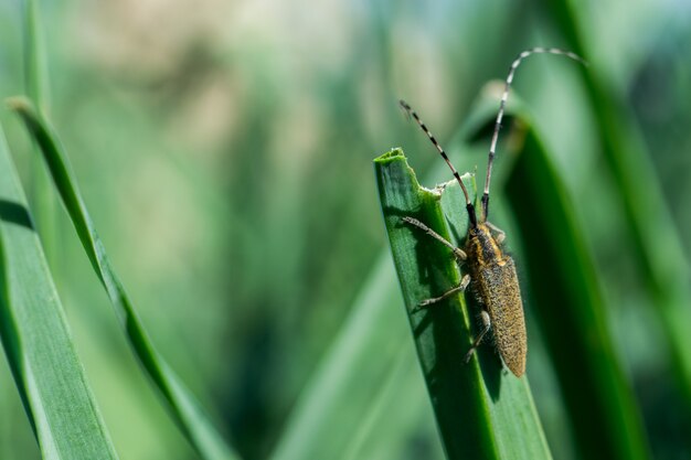 Asfodelo Scarabeo dalle lunghe corna, Agapanthia asphodeli, poggiante su una foglia.