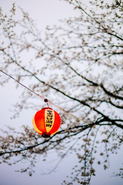 asia lanterna japan sakura crepuscolo