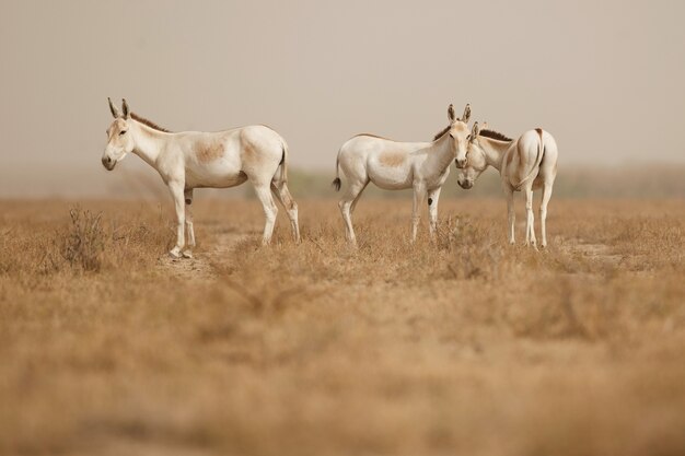 asini selvatici nel deserto