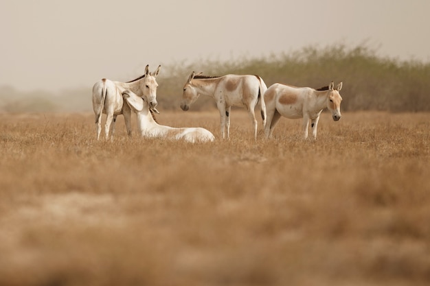 asini selvatici nel deserto