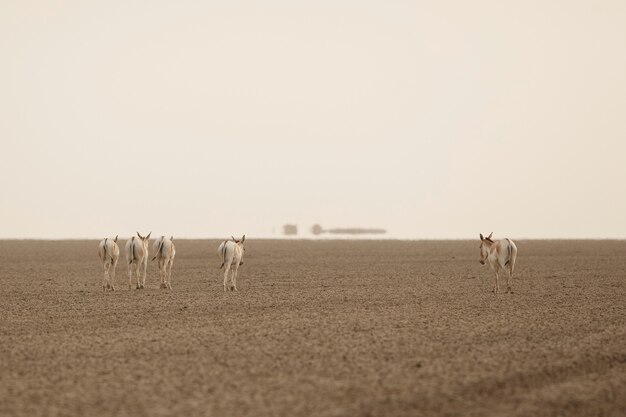 asini selvatici nel deserto