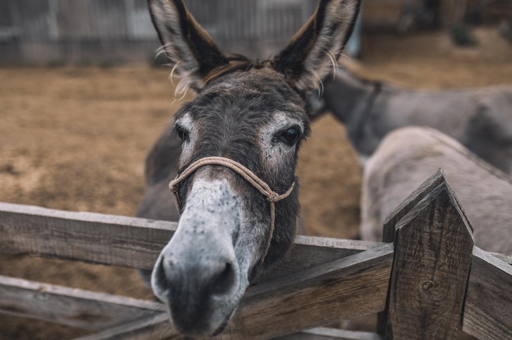 Foto gratuito asino. primo piano di una testa di donekys