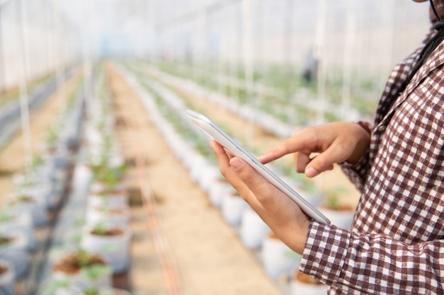 Assistente scientifico donna, funzionario agricolo. nel melone di ricerca in serra