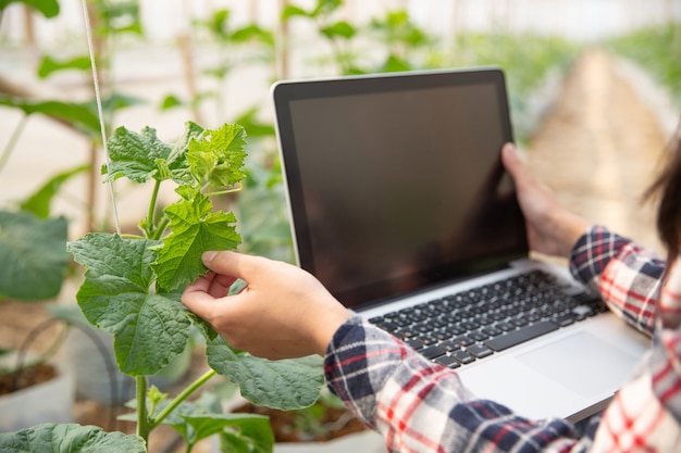 Assistente scientifico donna, funzionario agricolo. nel melone di ricerca in serra