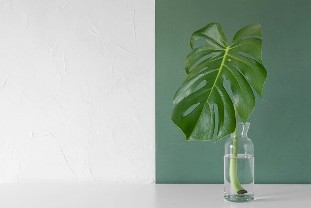 Assortimento minimo di foglie tropicali